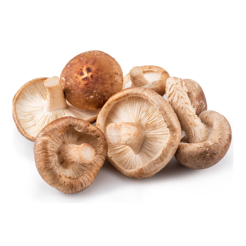 Shiitake - Lentinula Edodes (B2B)