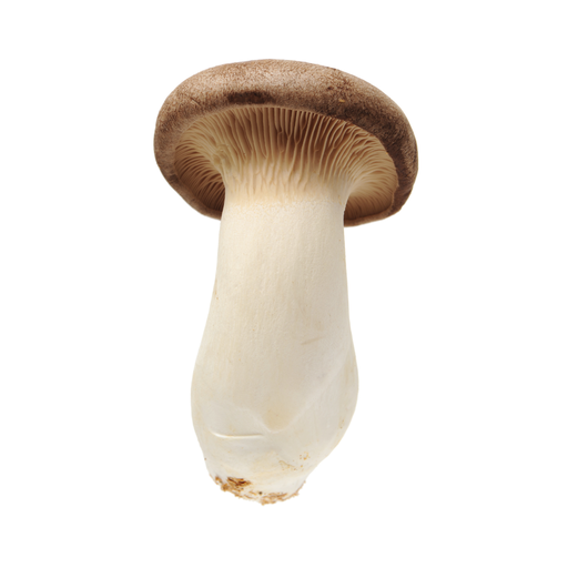 Eryngii - Pleurotus Eryngii (B2B)