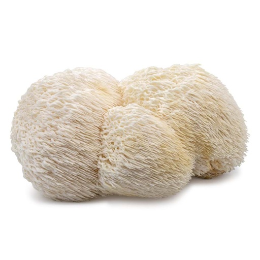 PomPom Blanc ⎮ Lion's Mane - Hericium erinaceus (B2B)