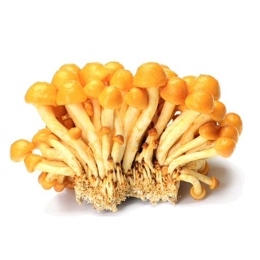 Nameko - Pholiota Nameko (B2B)
