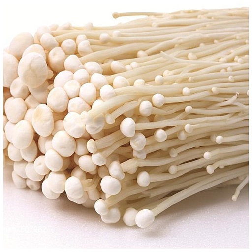 Enoki - Flammulina velutipes (B2B)