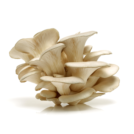 Pleurotus Gris - Pleurotus ostreatus (Click & Collect)